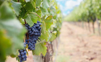 Zinfandel Rose