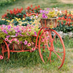 decorative-vintage-model-old-bicycle-equipped-pl45se3